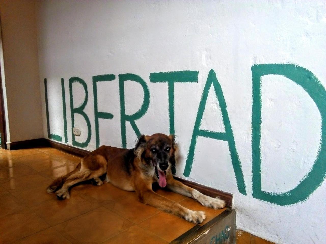 Yolo Hostel Medellín Kültér fotó
